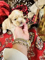 Dutchess, a female Cocker Spaniel for sale in Greenville, SC – Photo 6 of 10