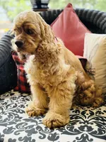 Dutchess, a female Cocker Spaniel for sale in Greenville, SC – Photo 10 of 10