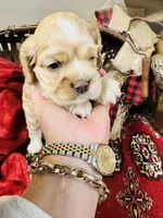 Dutchess, a female Cocker Spaniel for sale in Greenville, SC – Photo 2 of 10