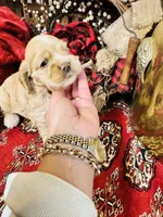 Dutchess, a female Cocker Spaniel for sale in Greenville, SC – Photo 7 of 10