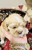 Dutchess, a female Cocker Spaniel for sale in Greenville, SC – Photo 1 of 10