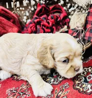 Dutchess, a female Cocker Spaniel for sale in Greenville, SC – Photo 4 of 10