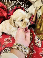 Dutchess, a female Cocker Spaniel for sale in Greenville, SC – Photo 8 of 10