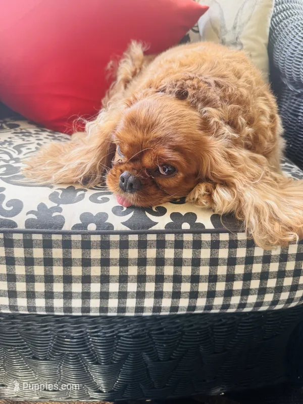 Ruby Tuesday – Cavalier King Charles Spaniel puppy for sale in Greenville, SC