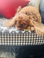 Ruby Tuesday, a female Cavalier King Charles Spaniel for sale in Greenville, SC – 1 of 10