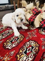 Doug, a male Cocker Spaniel for sale in Greenville, SC – 5 of 8