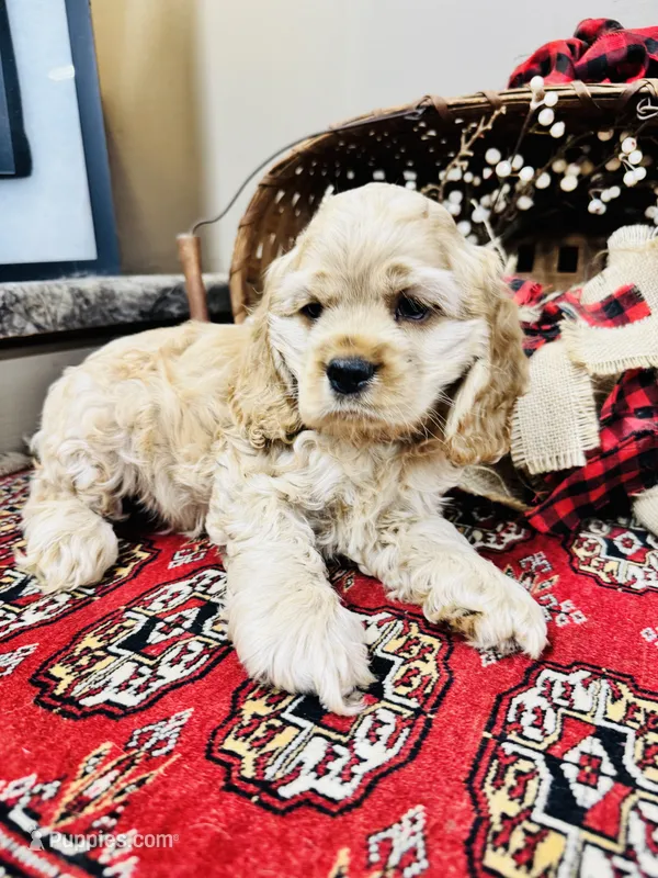 Beau – Cocker Spaniel puppy for sale in Greenville, SC