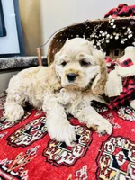Beau, a male Cocker Spaniel for sale in Greenville, SC – 1 of 9