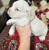 Jack, a male Cocker Spaniel for sale in Greenville, SC – 5 of 8
