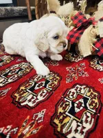 Doug, a male Cocker Spaniel for sale in Greenville, SC – 8 of 8