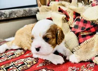 Phoenix, a male Cavalier King Charles Spaniel for sale in Greenville, SC – 2 of 10