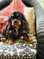 Penelope , a female Cavalier King Charles Spaniel for sale in Greenville, SC – 2 of 9