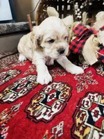Joe, a male Cocker Spaniel for sale in Greenville, SC – 3 of 8