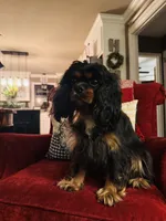 Ingrid , a female Cavalier King Charles Spaniel for sale in Greenville, SC – 9 of 10