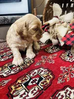 Dutchess , a female Cocker Spaniel for sale in Greenville, SC – 7 of 8