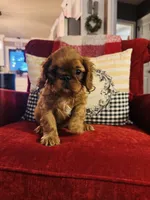 Sasha, a female English Toy Spaniel for sale in Greenville, SC – 9 of 10