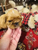 Silas , a male English Toy Spaniel for sale in Greenville, SC – 4 of 10