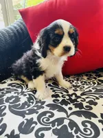 Lennon, a male Cavalier King Charles Spaniel for sale in Greenville, SC – 7 of 10