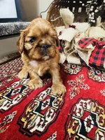 Sasha, a male English Toy Spaniel for sale in Greenville, SC – 4 of 10
