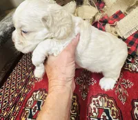Jack, a male Cocker Spaniel for sale in Greenville, SC – 6 of 8