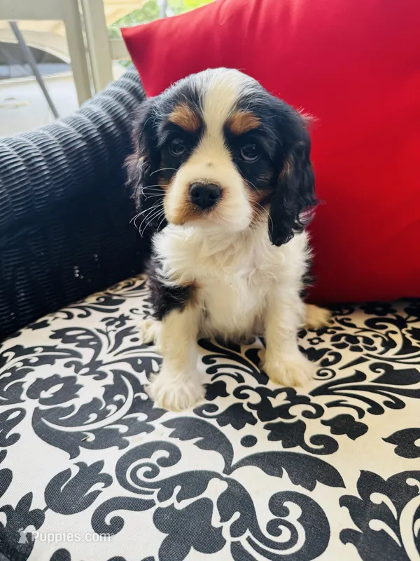 Lennon – Cavalier King Charles Spaniel puppy for sale in Greenville, SC