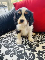 Lennon, a male Cavalier King Charles Spaniel for sale in Greenville, SC – 1 of 10