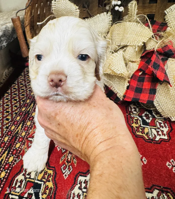 Jack – Cocker Spaniel puppy for sale in Greenville, SC