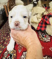 Jack, a male Cocker Spaniel for sale in Greenville, SC – 1 of 8