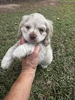 Jack, a male Cocker Spaniel for sale in Greenville, SC – 8 of 8