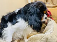 Lucy, a female Cavalier King Charles Spaniel for sale in Greenville, SC – 6 of 6