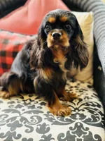 Penelope , a female Cavalier King Charles Spaniel for sale in Greenville, SC – 4 of 9