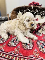 Beau, a male Cocker Spaniel for sale in Greenville, SC – 4 of 9