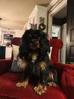 Ingrid , a female Cavalier King Charles Spaniel for sale in Greenville, SC – 2 of 10