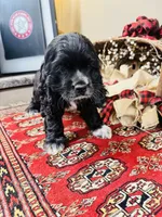 Sultan, a male Cocker Spaniel for sale in Greenville, SC – 8 of 8