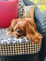 Gigi, a female Cavalier King Charles Spaniel for sale in Greenville, SC – 6 of 8