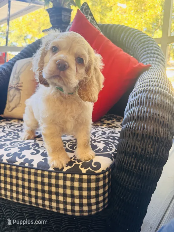 Jack – Cocker Spaniel puppy for sale in Greenville, SC