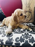 Joe, a male Cocker Spaniel for sale in Greenville, SC – 5 of 8