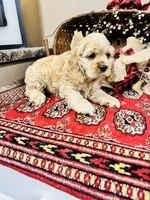 Beau, a male Cocker Spaniel for sale in Greenville, SC – 3 of 9
