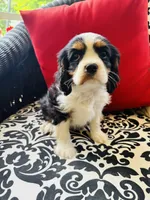 Lennon, a male Cavalier King Charles Spaniel for sale in Greenville, SC – 3 of 10