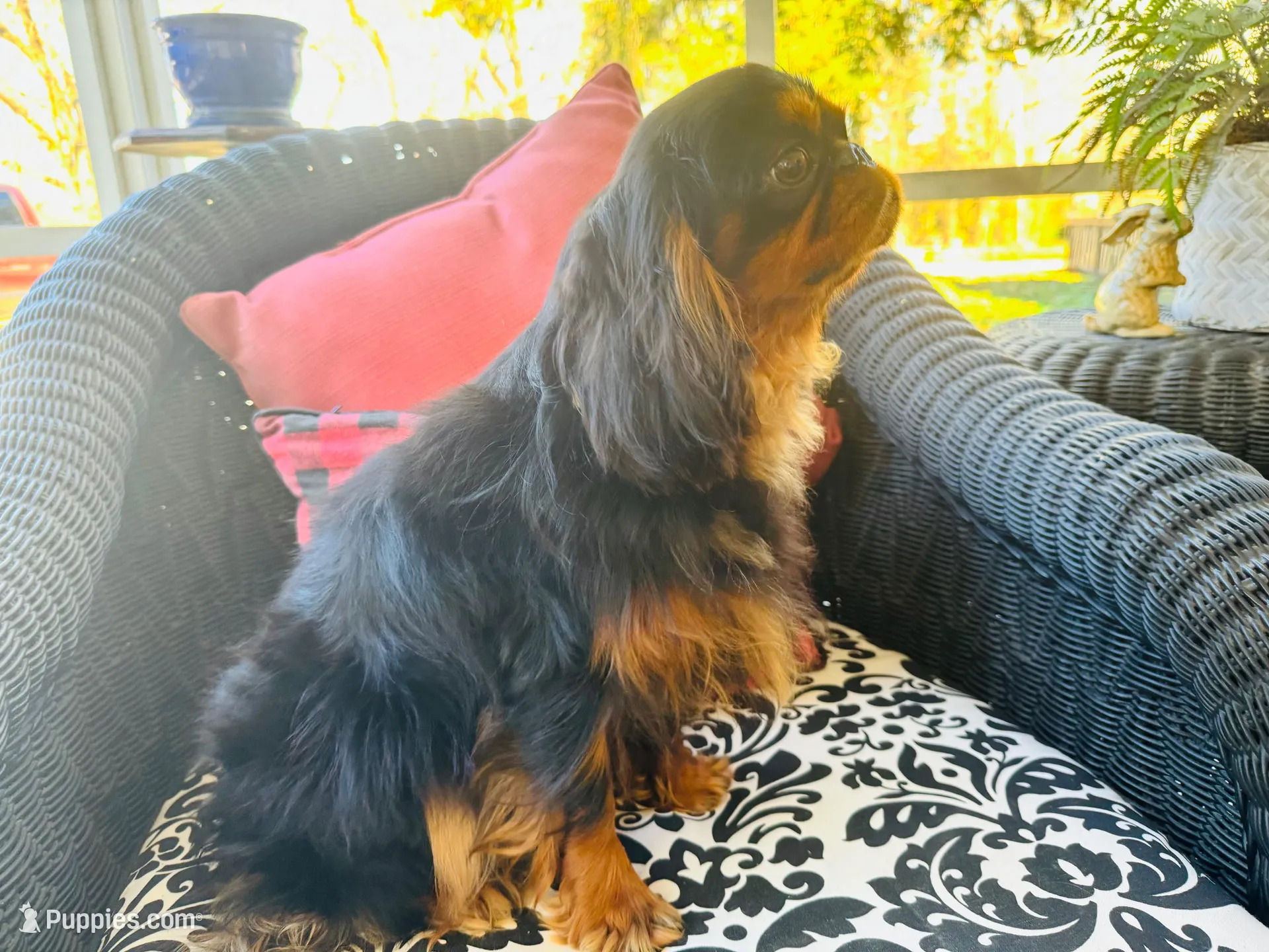 Johnny Rocket, a male English Toy Spaniel for sale in Greenville, SC – 10 of 10