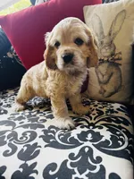 Joe, a male Cocker Spaniel for sale in Greenville, SC – 6 of 8