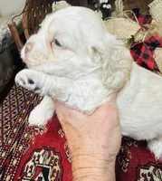 Jack, a male Cocker Spaniel for sale in Greenville, SC – 8 of 8