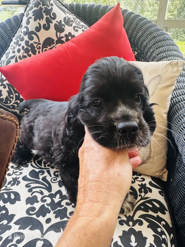 Sultan – Cocker Spaniel puppy for sale in Greenville, SC