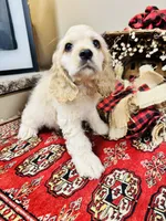 Scout, a male Cocker Spaniel for sale in Greenville, SC – 7 of 8