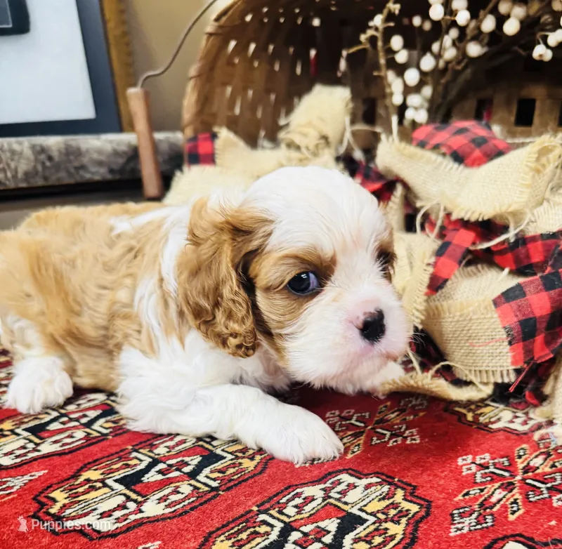Phoenix – Cavalier King Charles Spaniel puppy for sale in Greenville, SC