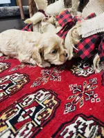 Daniel, a male Cocker Spaniel for sale in Greenville, SC – 3 of 8