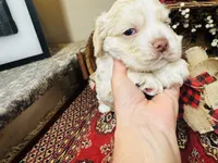 Jack, a male Cocker Spaniel for sale in Greenville, SC – 4 of 8