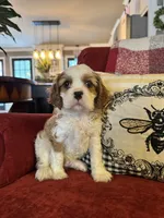 Henessey, a male Cavalier King Charles Spaniel for sale in Greenville, SC – 9 of 10