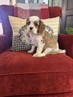 Henessey, a male Cavalier King Charles Spaniel for sale in Greenville, SC – 10 of 10