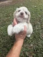 Jack, a male Cocker Spaniel for sale in Greenville, SC – 4 of 8